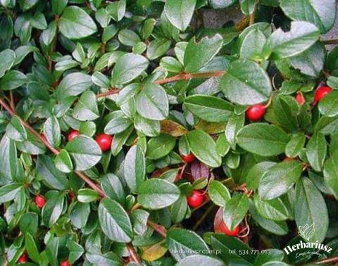 Irga płożąca dammera Major - Cotoneaster Dammer