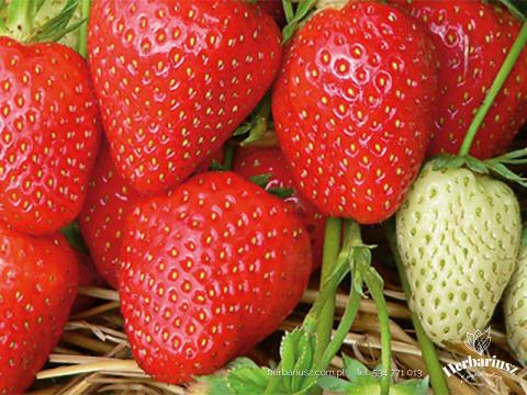Truskawka deserowa późna Mal 26