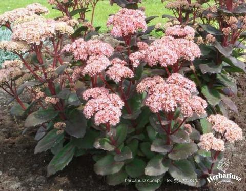 Rozchodnik karpacki Sedum spectabile MATRONA