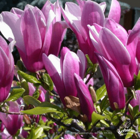 Magnolia OrientaL  Night