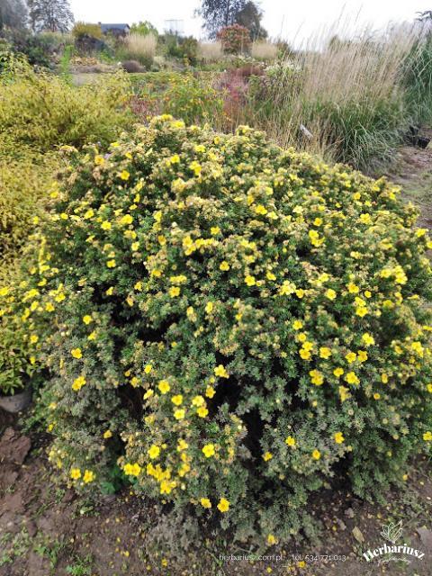 Pięciornik krzewiasty żółty Goldstar - Potentilla fruticosa