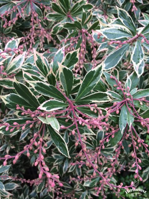 Pieris Little Heath  26
