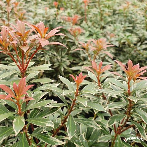 Pieris japoński Variegata
