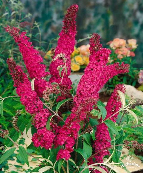 Budleja Davida Royal Red - Wysoka 26