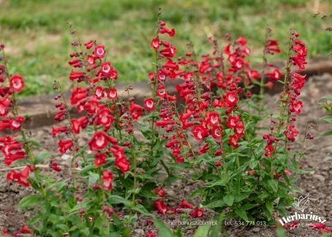 Penstemon Żółwik meksykański Rubicunda Harlequin