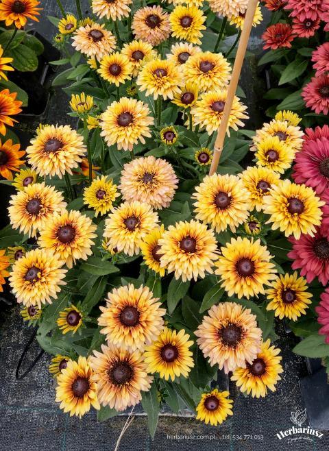 Rutbekia Flamenco® Vanilla 26