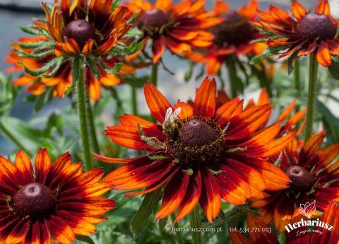 Rutbekia SmileyZ™ Happy 26