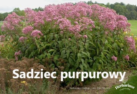 Sadziec plamisty Atropurpureum 