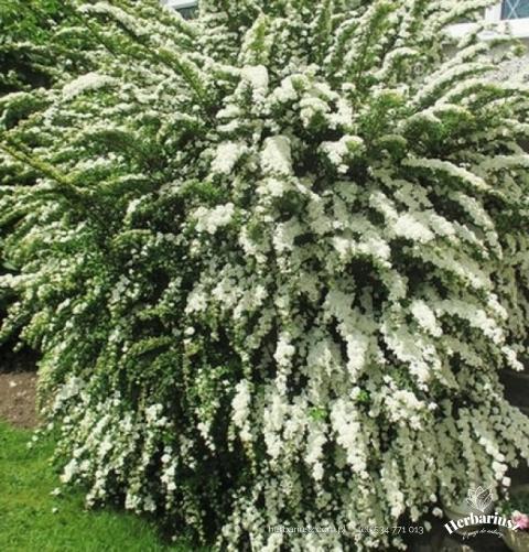 Tawuła nippońska Snowmound -Spiraea nipponica 