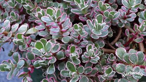 Rozchodnik kaukaski Tricolor -  Sedum spurium