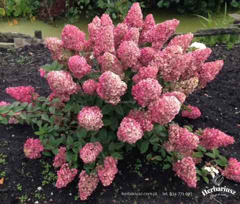Hortensja bukietowa Sundle Fraise 26