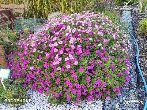 Supertunia Mix 26