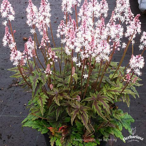 Tiarella Sugar and Spice -  Tiarella hybrida