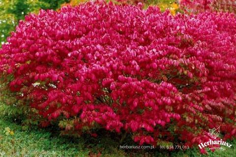 Trzmielina pospolita Red Cascade