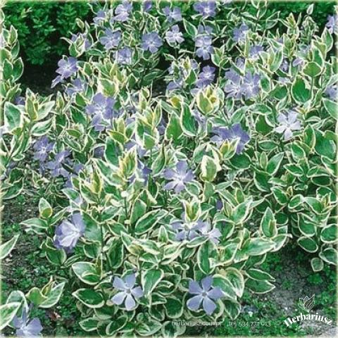 Barwinek Variegata 8