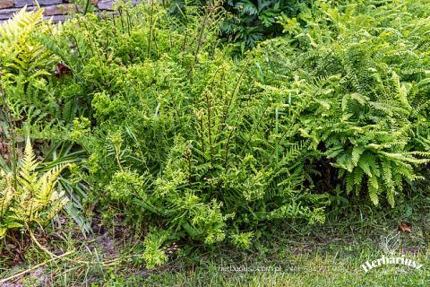 Paproć Wietlica Vernoniae Cristatum 26