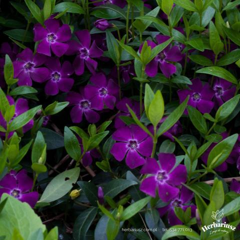 Barwinek Pospolity - Purpurowy - Vinca Minor
