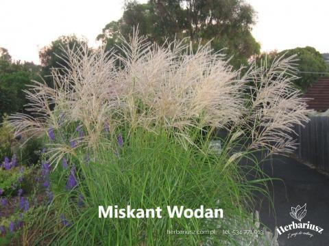 Miskant chiński Wodan  