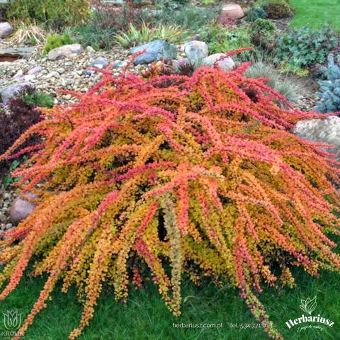 Berberys thunbergii Orange Carpet 26
