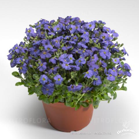 Żagwin ogrodowy niebieski- Blue Shades - Aubrieta 