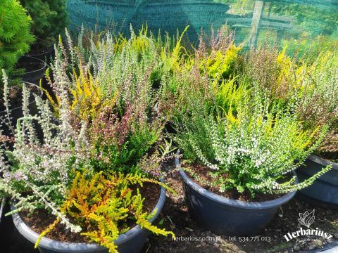 Wrzosy pospolite - mix ampla - Calluna vulgaris