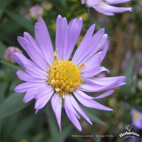Aster Nowobelgijski