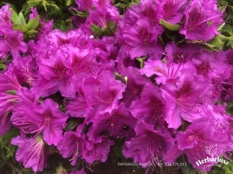 Azalia Japońska Rhododendron Geisha Purple - Purpurowa 
