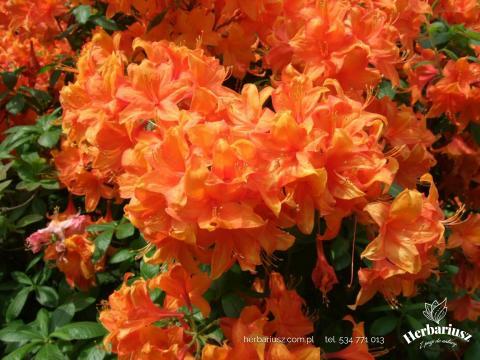 Azalia japońska Pomarańczowa Geisha Orange