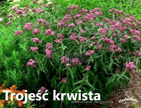 Trojeść krwista Cinderella