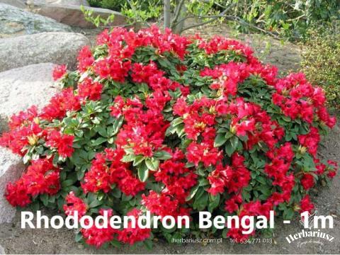 Rhododendron Różanecznik Bengal Miniaturowy