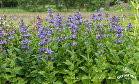 Kocimiętka Blue planet - Nepeta NOWOŚĆ 26