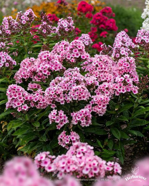 Floks Płomyk wiechowaty Bright Eyes -  Phlox paniculata