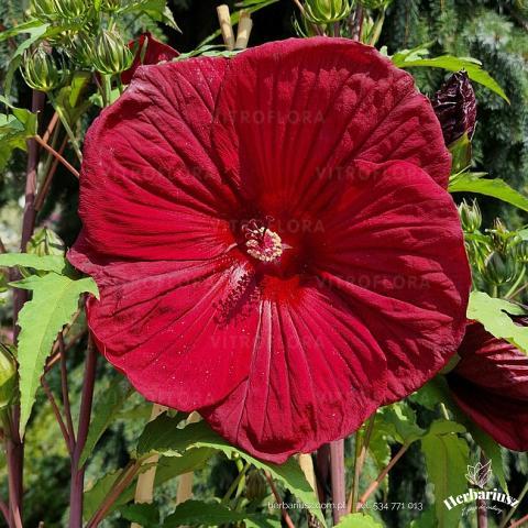 Hibiskus bagienny Burgundy Velvet