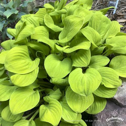 Hosta Funkia Sum Mouse 26