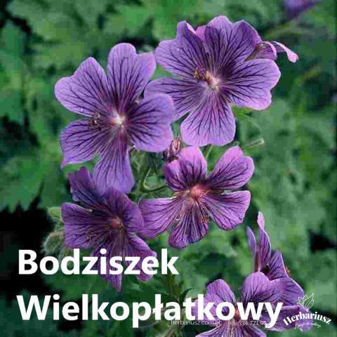 Bodziszek wielkopłatkowy
