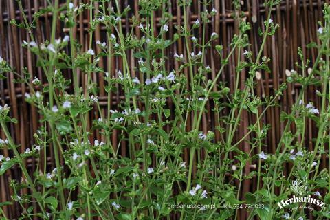 Kalaminta mniejsza - Calamintha nepeta