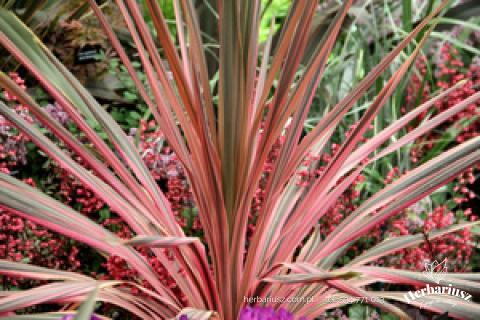 Cordylina australijska Pink Passion