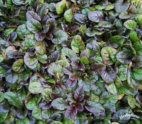 Dąbrówka rozłogowa Atropurpurea