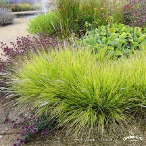 Sesleria jesienna - Sesleria autumnalis