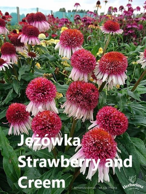 Jeżówka Echinacea Strawberry and Cream