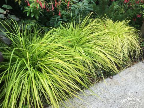 Turzyca oszimska Everillo - żółta - Carex oshimensis
