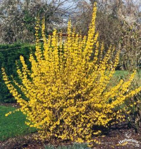 Forsycja pośrednia Spectabilis 26