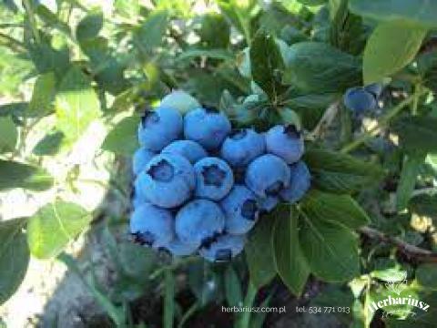 Borówka Amerykańska Bluegold - Późna, plenna