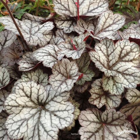 Żurawka Heuchera Glitter