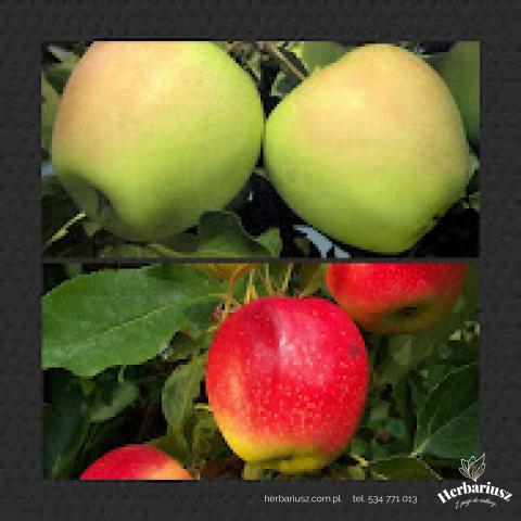 Jabłoń DUO Golden Delicious + Gala - Deserowe