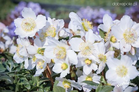 Ciemiernik Helleborus Niger Praecox - Biały, wczesny 26
