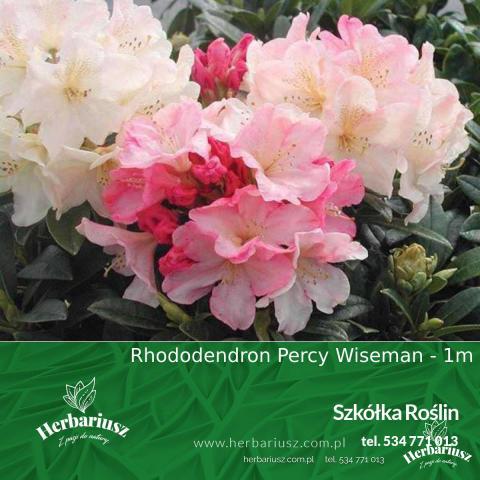 Rhododendron Różanecznik Jakuszimański Percy Wiseman 26