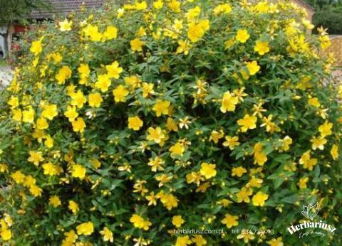 Dziurawiec Hidcote - Hypericum 