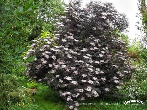 Bez czarny BLACK BEAUTY - Sambucus nigra