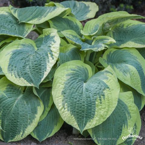 Hosta Funkia American Halo - Extra duża 26